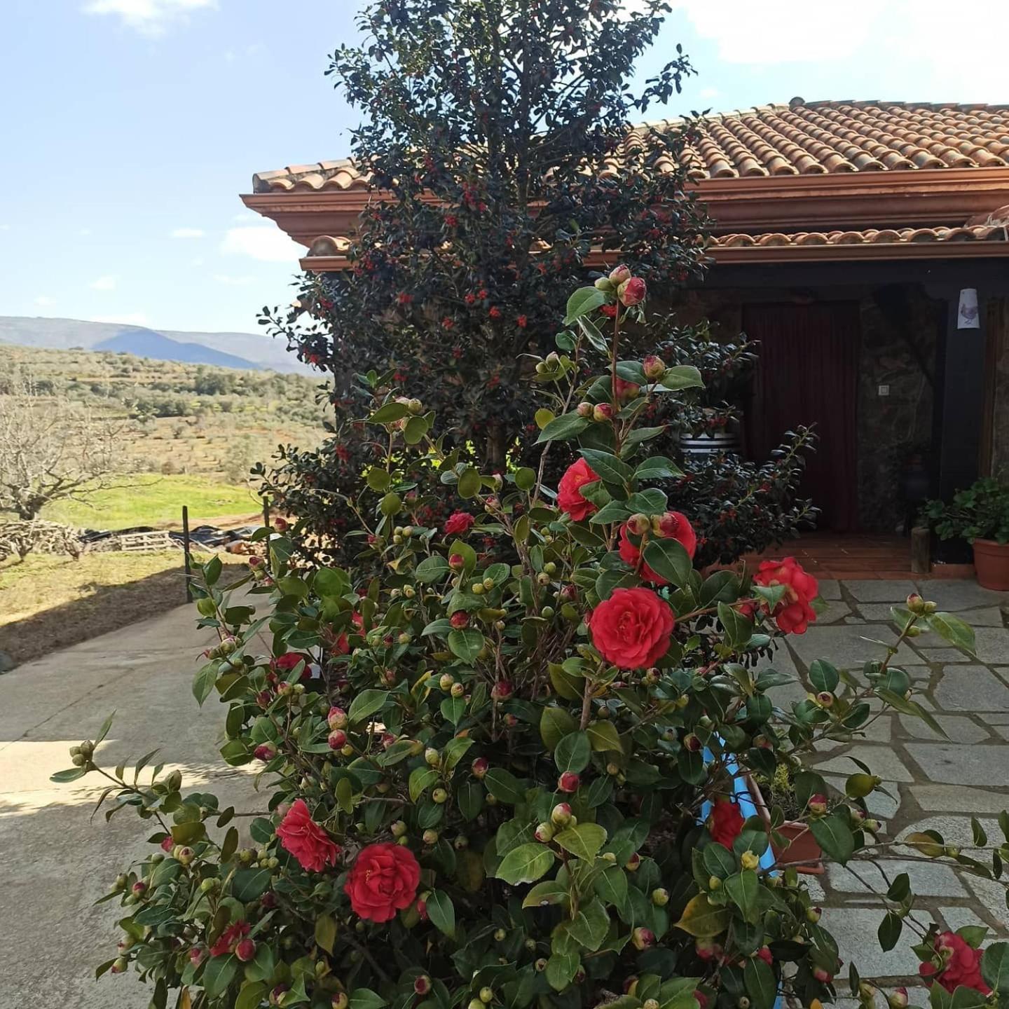 Casa Rural Los Olivos Sotoserrano Buitenkant foto